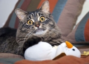 开云体育登录-卢卡库完美发挥，波兰险胜卡塔尔—一场友谊赛的星光璀璨