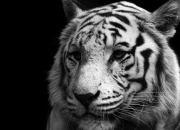 开云平台-阿圭罗独舞，贝蒂斯破冰记