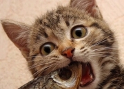 开云体育平台APP-舞台越辽阔，强者越璀璨，切特巨星光环下的快船鏖战