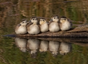 开云体育官网-虚拟总决赛，当迈阿密热火穿越对阵辽宁男篮，东契奇如何统治这场跨次元对决？