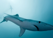 开云-约基奇天神下凡！年度焦点之战狂砍40+三双，掘金主场击溃强敌