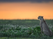 开云官网-从阿尔及尔到伦敦，坎特如何将一场世界杯失利锻造成英超冠军之心