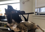 开云体育app-赛道与球场的双重奏，同一天空下的终极对决