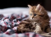 开云体育在线-暗夜中的两把火炬，本泽马的传奇烈焰与加拿大青春的绝杀黎明