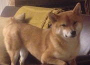 开云体育APP下载-戈贝尔时刻，当新疆篮筐与意甲球门同时被接管