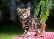 开云官网-逆转之夜，从安菲尔德到摩达中心，体育如何用悬念重塑时间