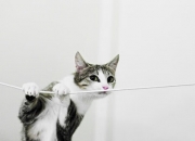 开云体育登录-东方飓风席卷陶瓷球场，克瓦拉茨赫利亚教科书式破局，沙特终章带走胜利