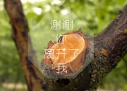 开云体育官网-下面是我的创作