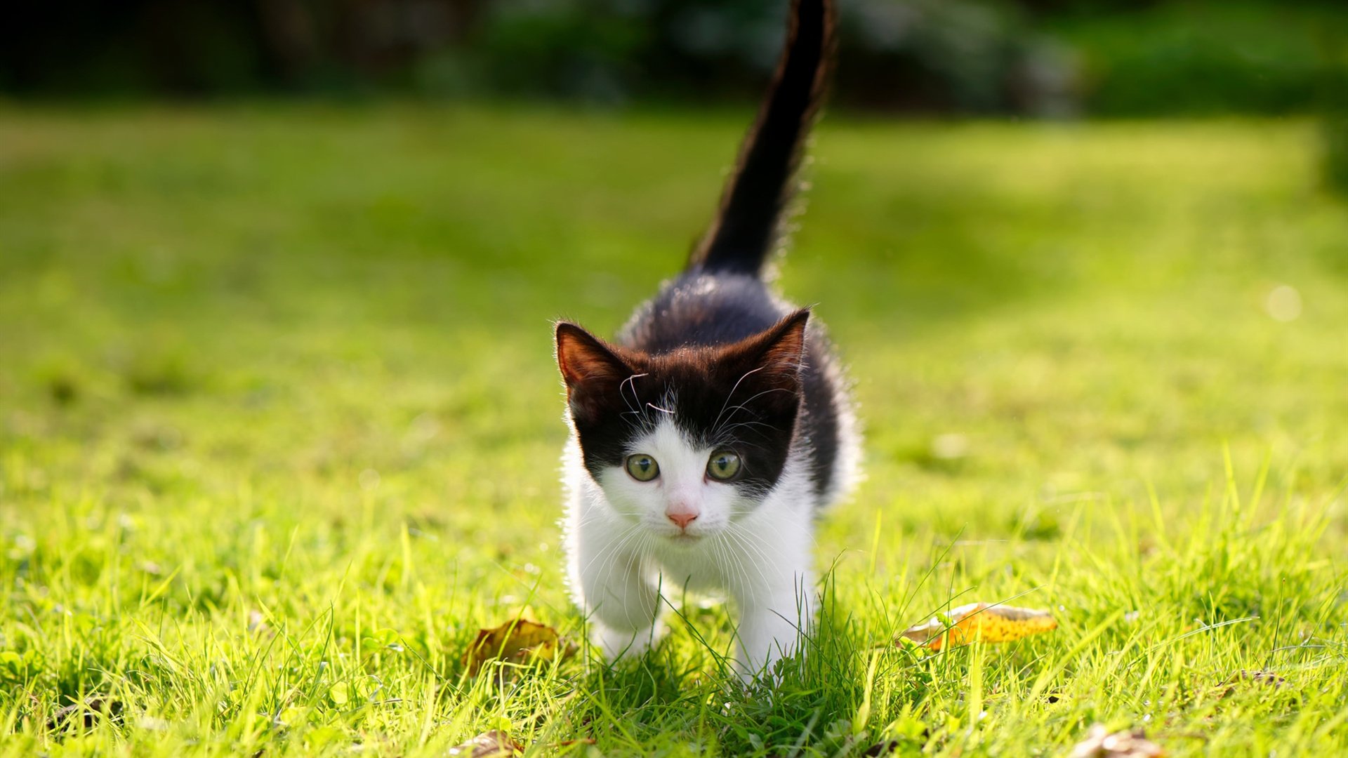 破局者，当弗拉霍维奇点燃都灵，韩国在硬仗中重塑亚洲尊严