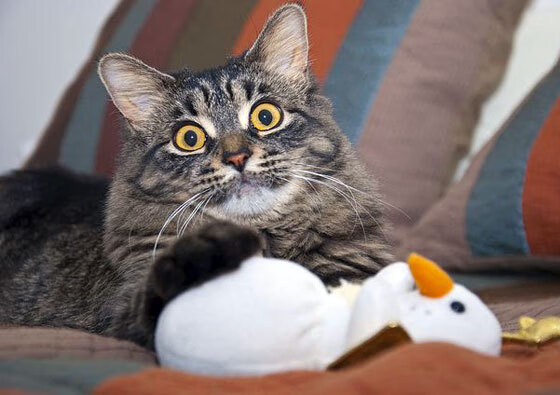 卢卡库完美发挥，波兰险胜卡塔尔—一场友谊赛的星光璀璨