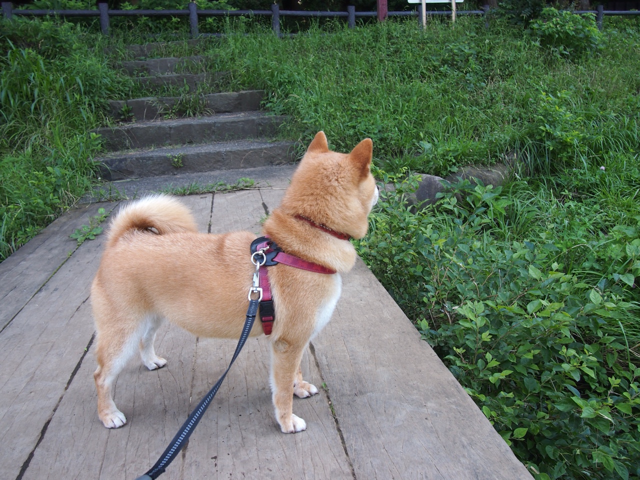 洪都拉斯友谊赛横扫马德里竞技，马丁内利成关键先生