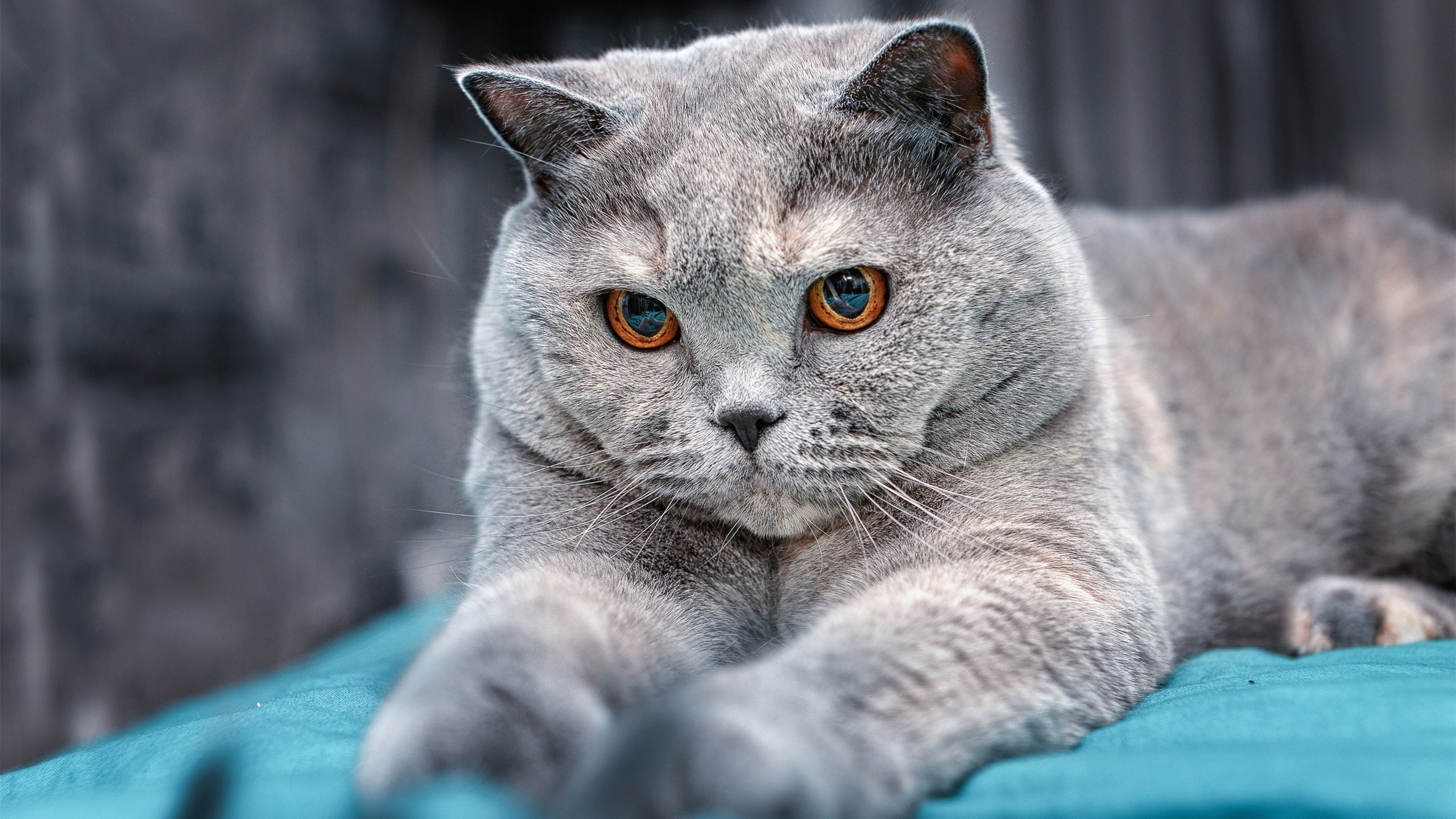 欧冠淘汰赛梦之战，深圳队加时鏖战，绝境逆转休斯敦火箭