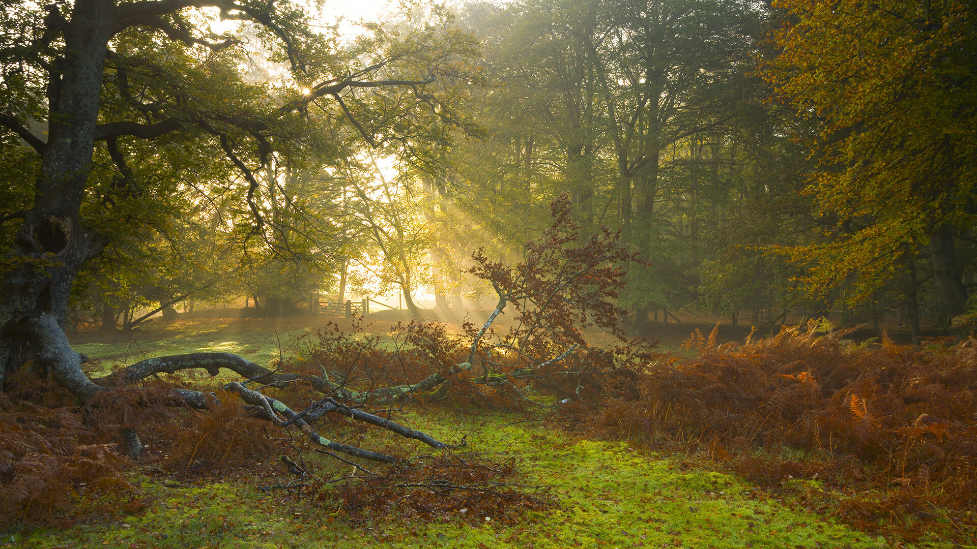 当巴斯克铁骑遭遇三狮军团，黄喜灿的巨人杀手基因与舞台进化论