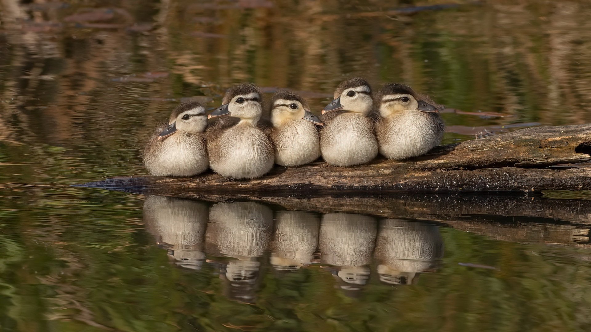 虚拟总决赛，当迈阿密热火穿越对阵辽宁男篮，东契奇如何统治这场跨次元对决？
