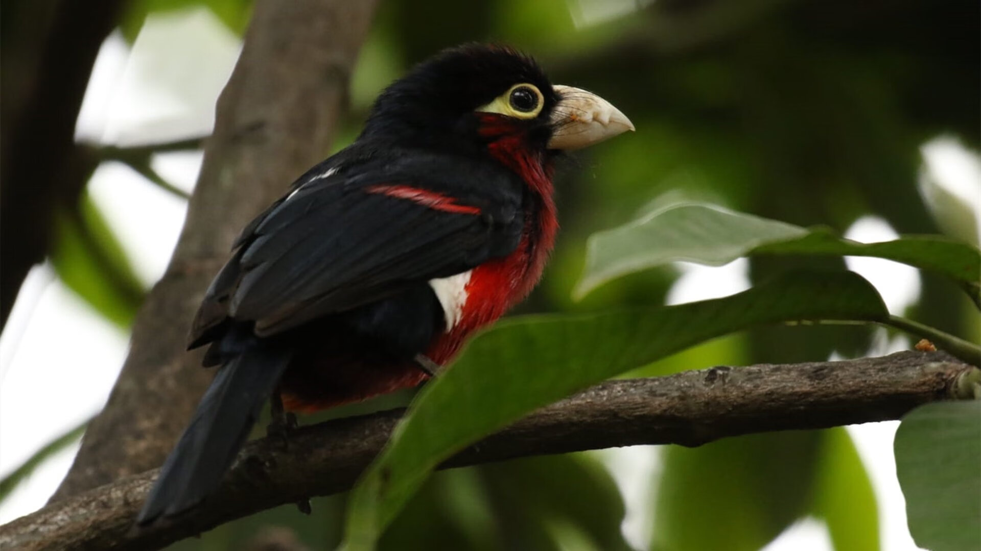 钢铁丛林中，一道闪电，当德国战车遭遇曼城手术刀与C罗的终极一击