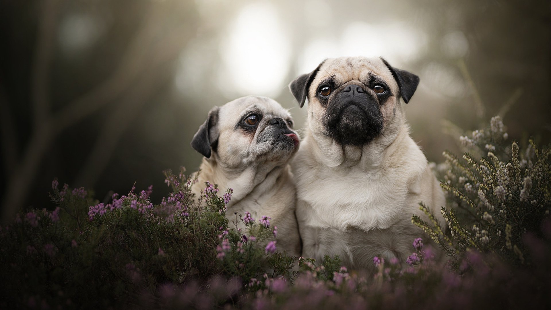时空交错的唯一对决，当鹈鹕遇见广厦，文班亚马在未来回响中君临天下