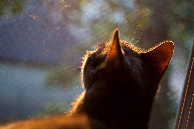 跨越时空的对决，雷恩新星闪耀，提前上演的美加墨世界杯焦点预演