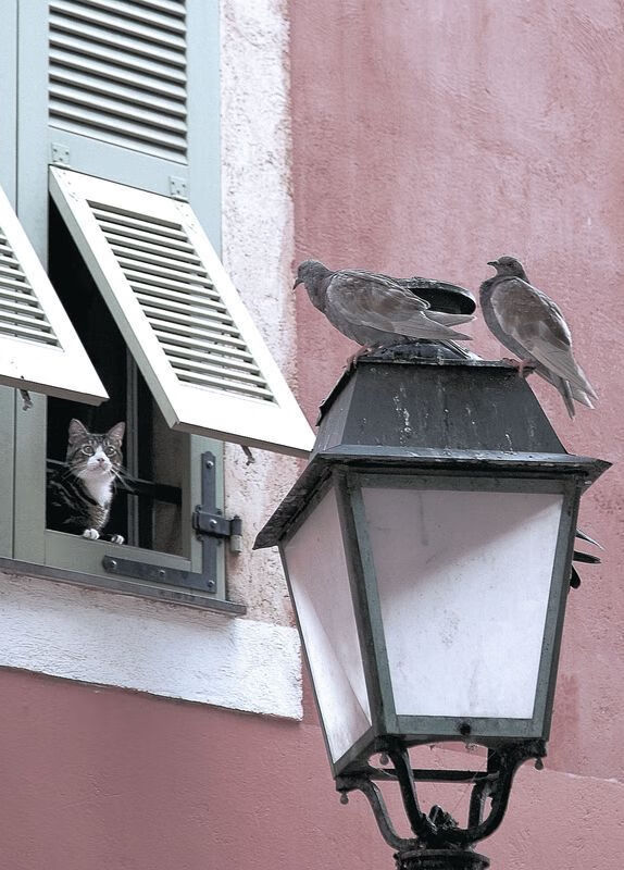 跨洋风暴，塔图姆狂潮与开拓者太平洋彼岸的战术如何令广东队窒息