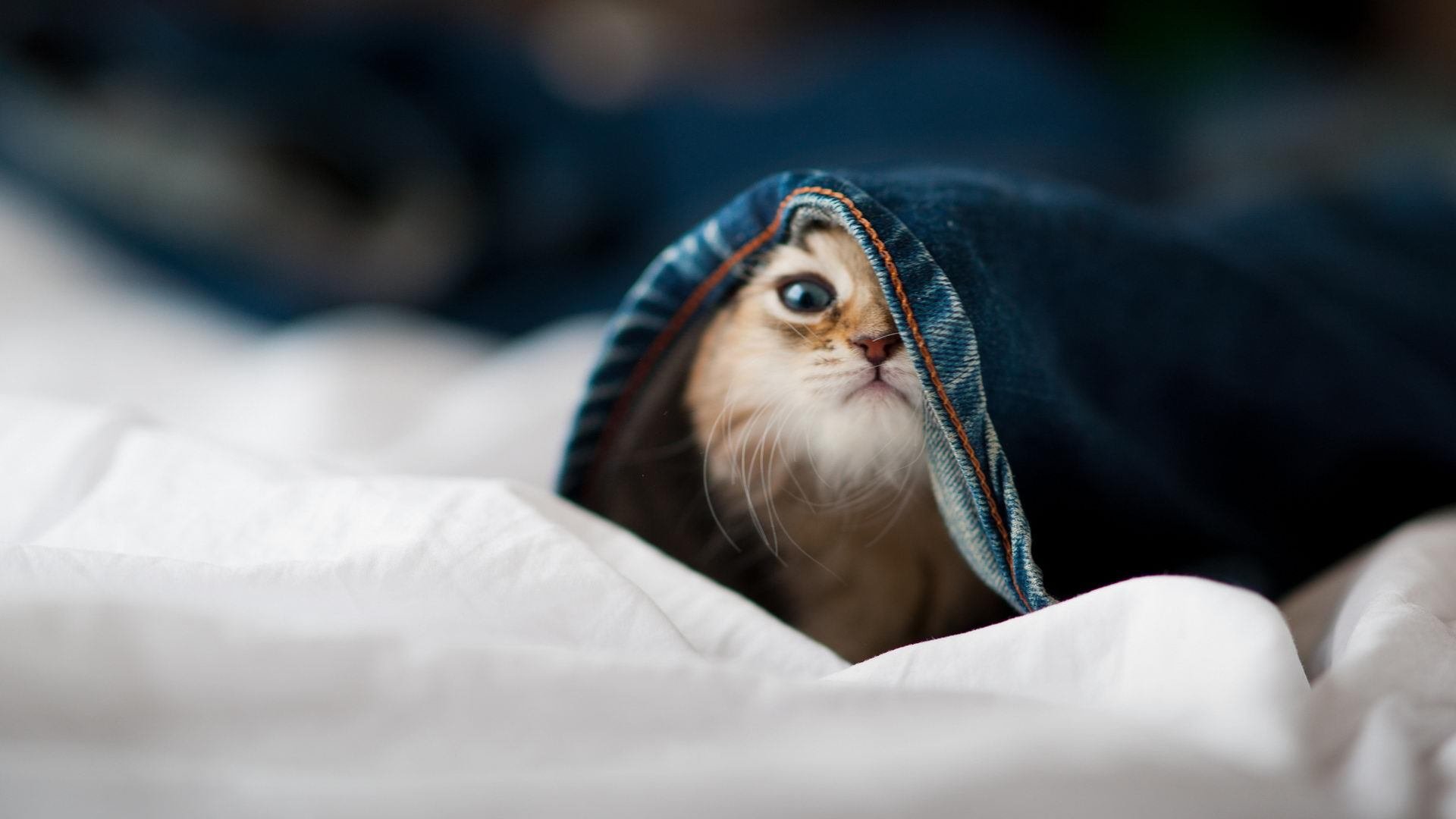 沉默的审判官，伦纳德如何用一双手裁定黄蜂与老鹰的生死