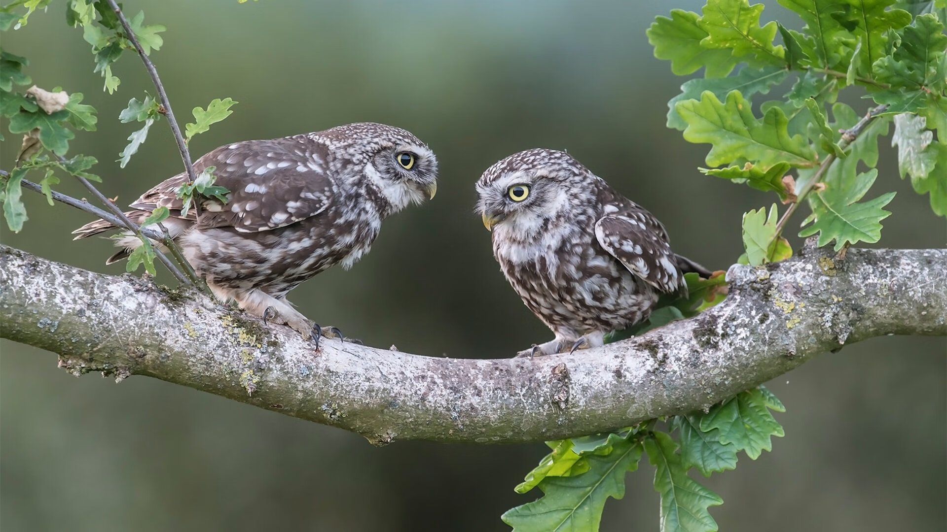 欧冠之夜的橙色风暴，黄蜂轻取尼克斯的战术解析