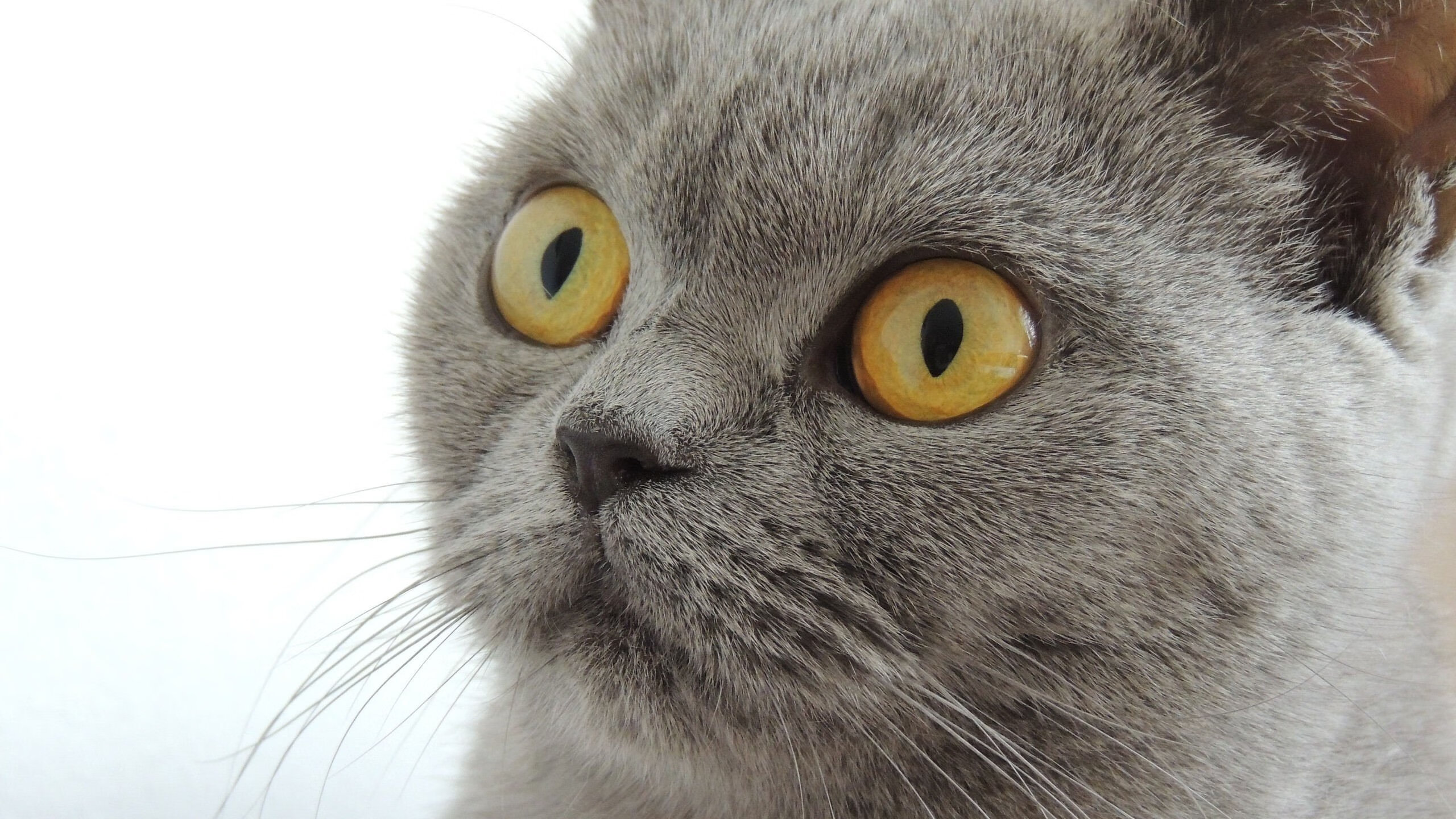 跨洲烽火，南非与摩洛哥的意外对决，何以被孙兴慜的压制级表演点燃？