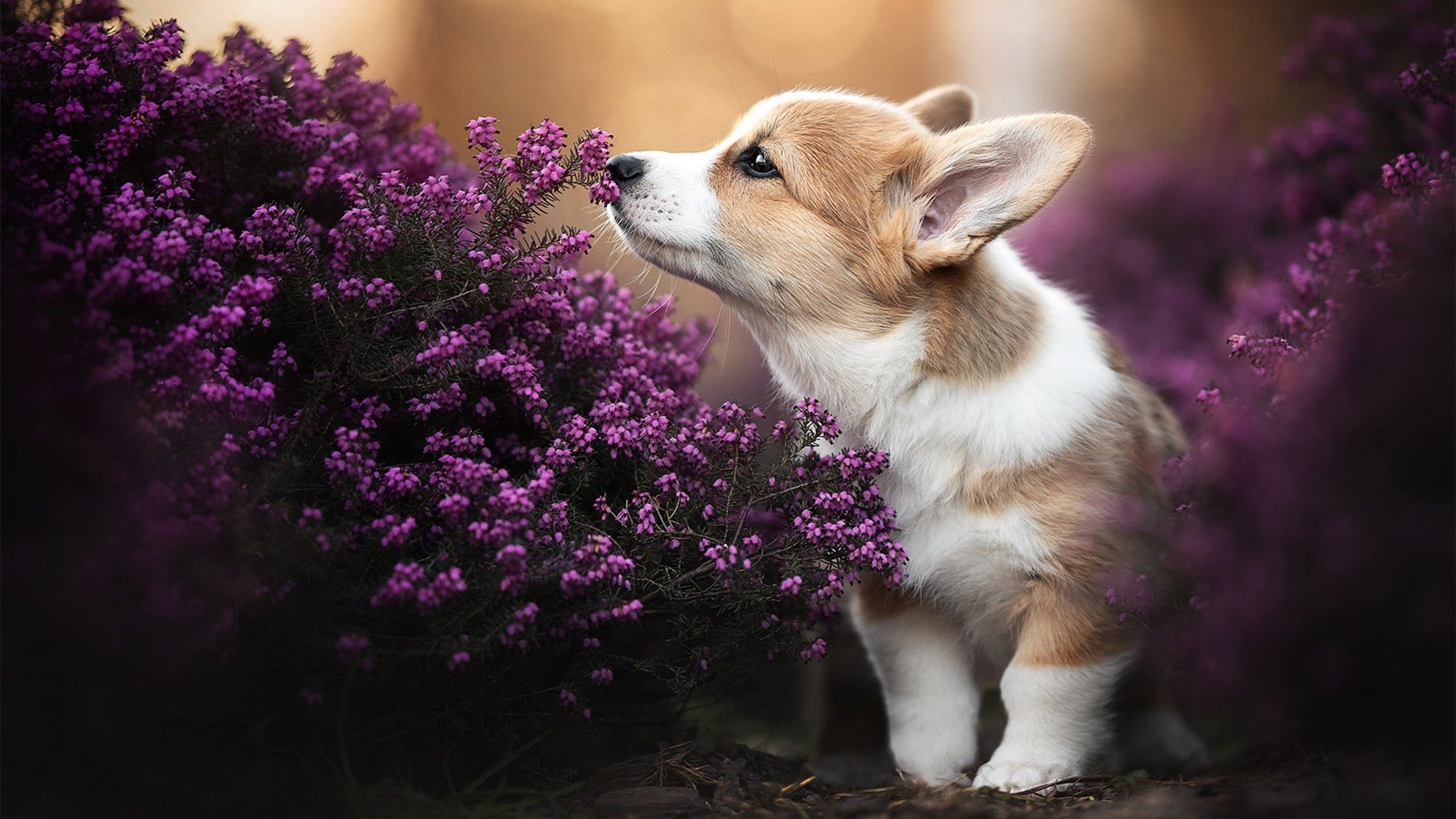 足球地理的错位奇观，当南非主场迎来伊拉克，阿根廷的劳塔罗为何统治了数据？