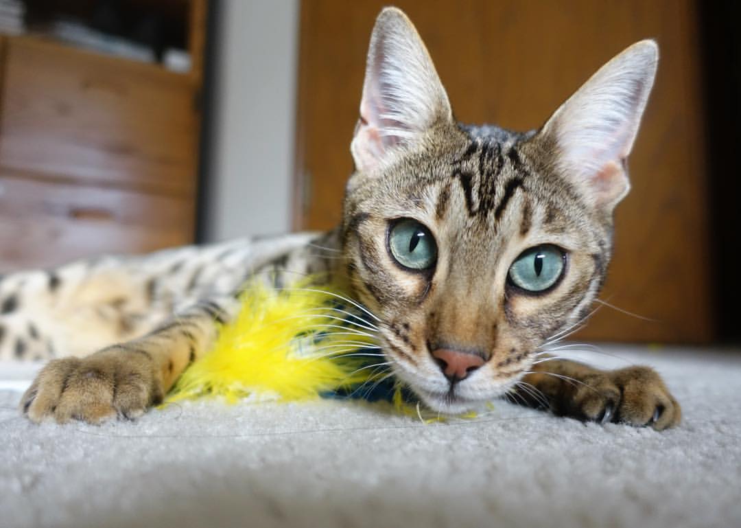 北欧冰锋斩波斯铁骑,芬兰新黄金一代在2026世界杯B组关键战中演绎攻守转换的极致美学