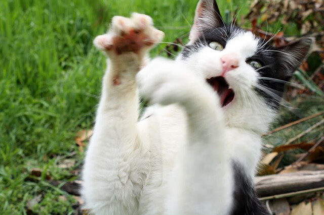 北境冰刃，当枫叶旗在F组猎猎作响，努涅斯的致命一击写下宿命轮回